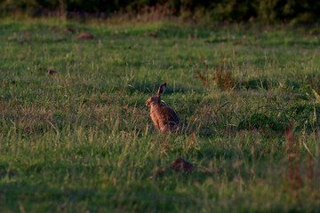 A hare sits quietly in a field at sunset. The hares fur glows orange from the setting sun.