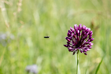 Clover flower close up. A clover flower has blossomed on a blurred background of a green meadow.