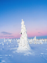 Crown snow-load on trees and pink sunset sky in Riisitunturi National Park during sunset, Posio, Finland