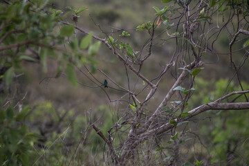 Fototapeta premium bird on the tree