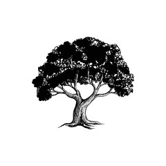 tree silhouette isolated on black and white drawing