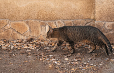 Beautiful brown and gray tabbycat on its way to hunt, attentive cat walking near the wall outside the house