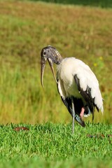 Vertical shot of a wood stork on a green meadow