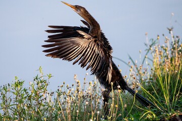 Anhinga with spread wings ready to fly