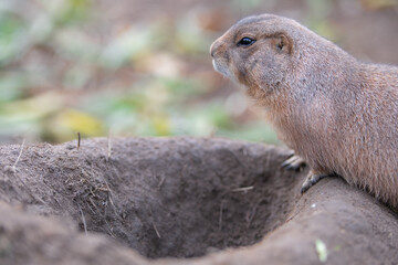 Portrait von einem süßen Präriehund mit Platzhalter
