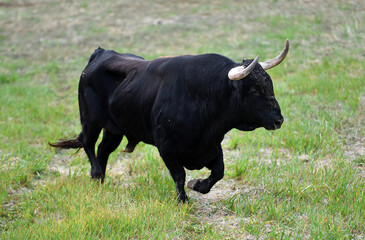 fighting bull with big horns in spain