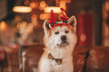 Portrait of japanese happy cheerful dog breed akita inu with bow tie at xmas decorated lodge