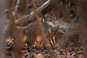 Narrow striped mongoose in the Kirindy forest. Narrow striped vontsira on the Madagascar island. Madagascar fauna. Small brown mongoose with dark strips in the forest.