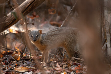 Narrow striped mongoose in the Kirindy forest. Narrow striped vontsira on the Madagascar island. Madagascar fauna. Small brown mongoose with dark strips in the forest.
