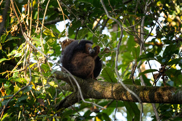 Fototapeta premium Red bellied lemur in the Ranomafana National park. Eulemur rubriventer on the Madagascar island. Madagascar fauna. Small brown lemur with white belly in the forest. 
