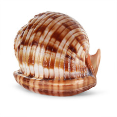 Sea shell