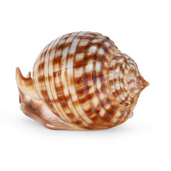 Sea shell