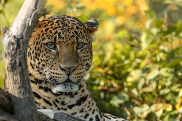 leopard in the zoo