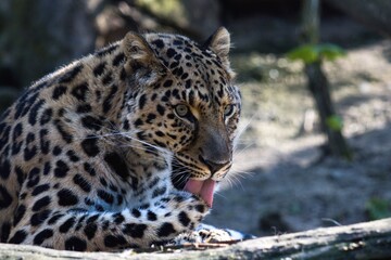 leopard in the zoo