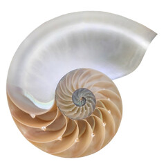 Chambered Nautilus shell cutaway isolated on white