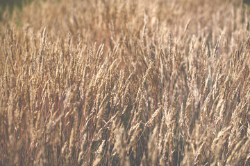 ears of wheat in field