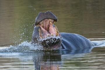 Aggressive hippo. Wild animal in the nature habitat. African wildlife. This is Africa. Namibia. Hippopotamus amphibius.