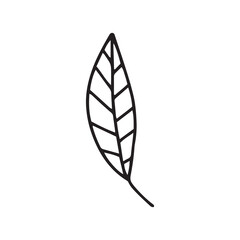 Vector doodle leaf plant isolated