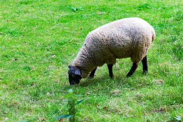 Clear autumn wooded Landscape in Bohemian Paradise (Cesky Raj), Sandstone Rock, Czech Republic
