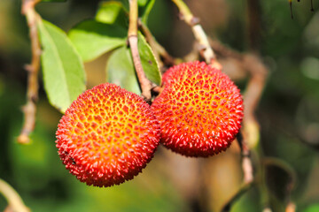Macro photograph of two strawberry trees 