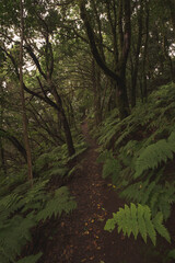 Paisaje místico en Anaga, Tenerife, Islas Canarias