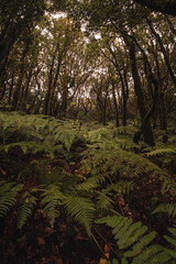 Paisaje místico en Anaga, Teerife, Islas Canarias