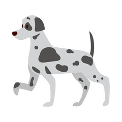 cute dalmation dog