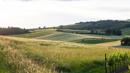 hilly landscape near ameis in lower austria. light hits the subject flat