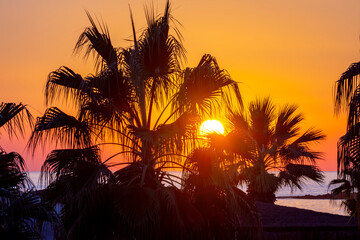 Silhouettes of palm trees at sunset in tropics - obrazy, fototapety, plakaty