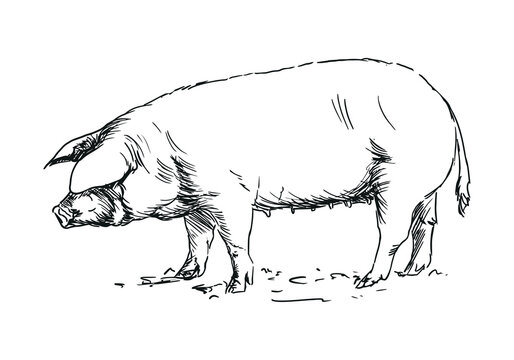 pig - farm animal, hand drawn illustration