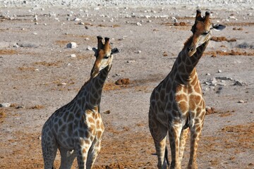 Obraz na płótnie Canvas Trinkende Giraffen am Wasserloch Chudop im Etoscha Nationalpark in Namibia. 