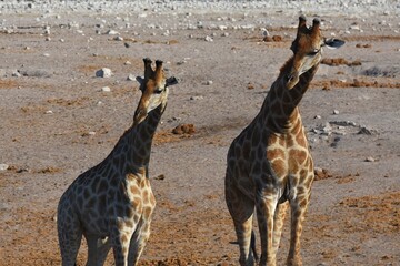 Obraz na płótnie Canvas Trinkende Giraffen am Wasserloch Chudop im Etoscha Nationalpark in Namibia. 