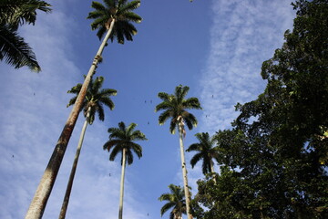 palm tree in a Sunny day and blue sky wallpaper 