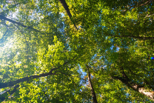 Lush forest with sunshine. Trees from below in the forest. Carbon net zero
