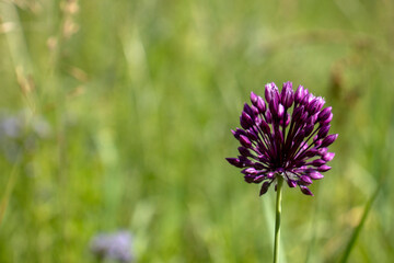 Clover flower close up. A clover flower has blossomed on a blurred background of a green meadow.