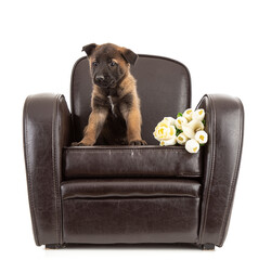 2.5 month old malinois shepherd puppy sitting on a club chair