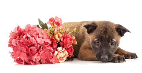 2.5 month old malinois shepherd puppy with flowers