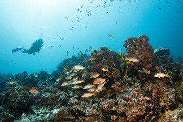 Fototapeta na wymiar Diver on the reef