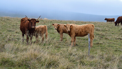 A mother cow with her calf. This is a Salers cows breed in the mountain pasture.