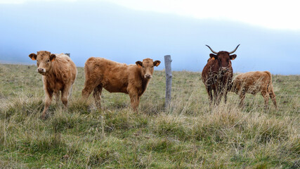 A mother cow with her calf. This is a Salers cows breed in the mountain pasture.