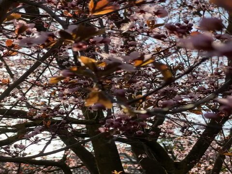 Closeup view of a blossoming cherry tree with the sun shining in the background
