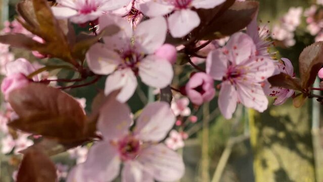 Closeup view of beautiful blossoming cherry with delicate flowers