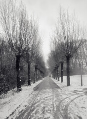 .A snow-covered road and trees on a snowy day.  winter landscape 

