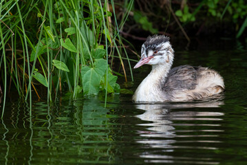 Great Crested Grebe (Podiceps cristatus) juvenile, the Netherlands