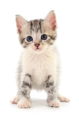 Kitten on white background.