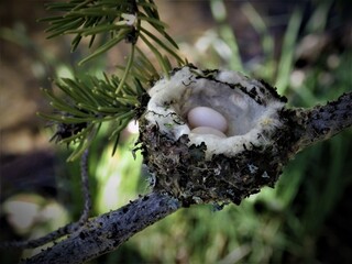 Hummingbird eggs in nest