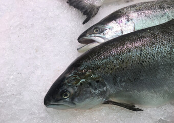 Salmons on ice, salmon head views ready for cook
