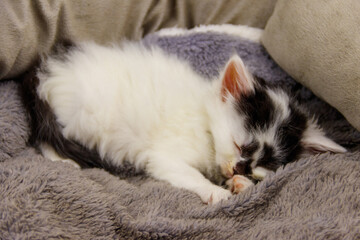 Fototapeta na wymiar Cute little kitten sleeping in a grey cat bed