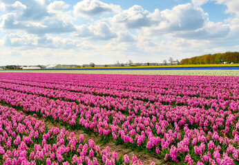 tulip. a view of the tulip gardens on a sunny day. Tulip gardens of the Netherlands. Summer gardens and flowers