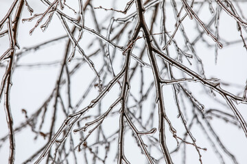Closeup view of icy tree branches on cold winter day